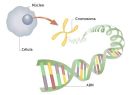 ADN_cromosomas.jpg