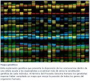 genoma_humano.JPG